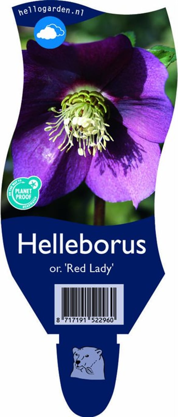 Helleborus o. 'Red Lady' - P11
